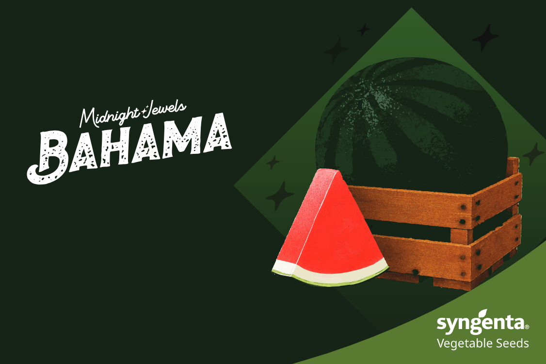 Featured image for “New Syngenta Varieties Offer Grower Solutions”