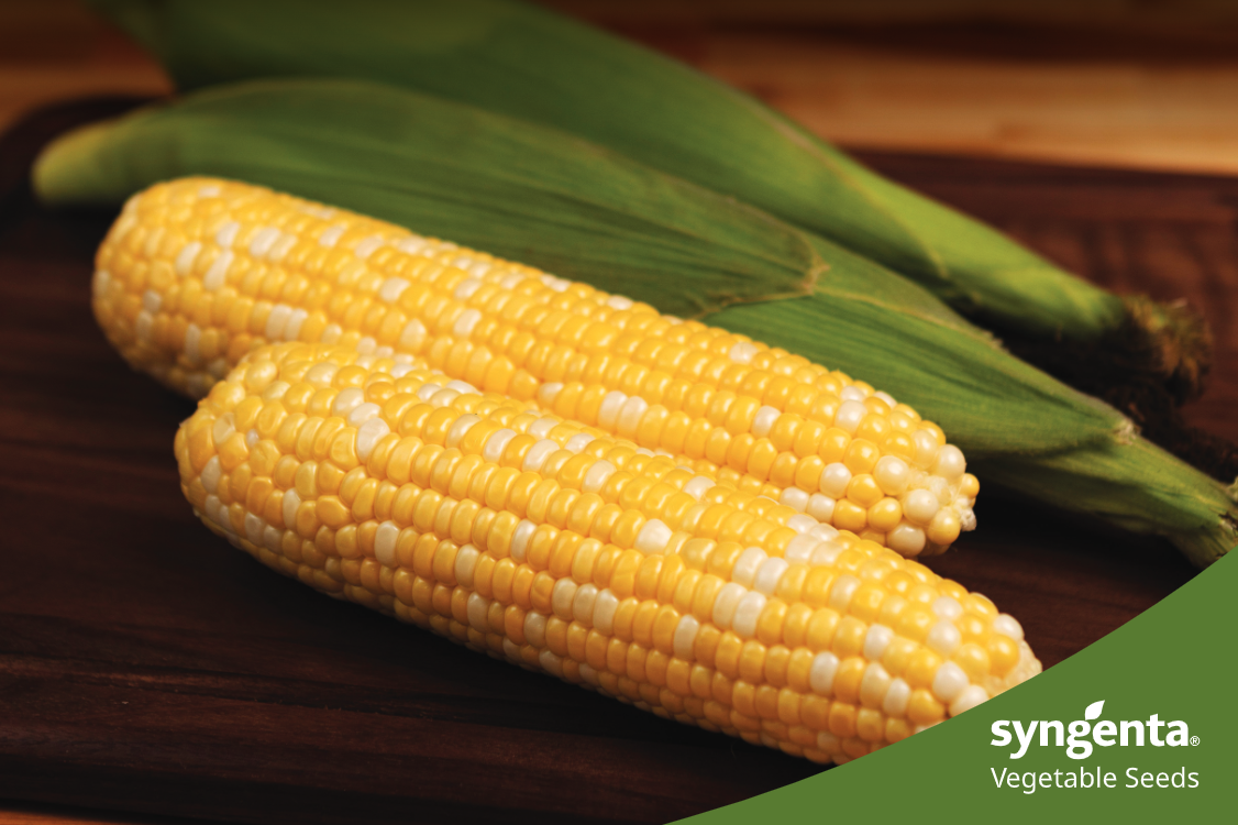 Featured image for “Attribute® II Technology Adds More Flexibility and Strength to Sweet Corn Pest Management”