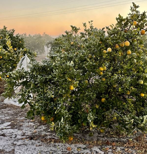Featured image for “Cold-Hardy Citrus Update Following December Freeze”