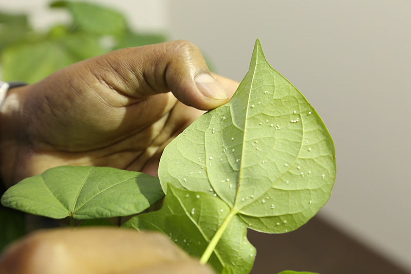 Featured image for “South Florida Pest and Disease Hotline: Whitefly Update”