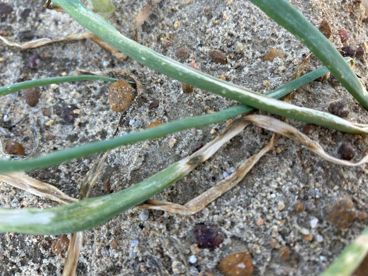 Featured image for “Vidalia Onion Diseases a Concern Following Recent Cold Weather”