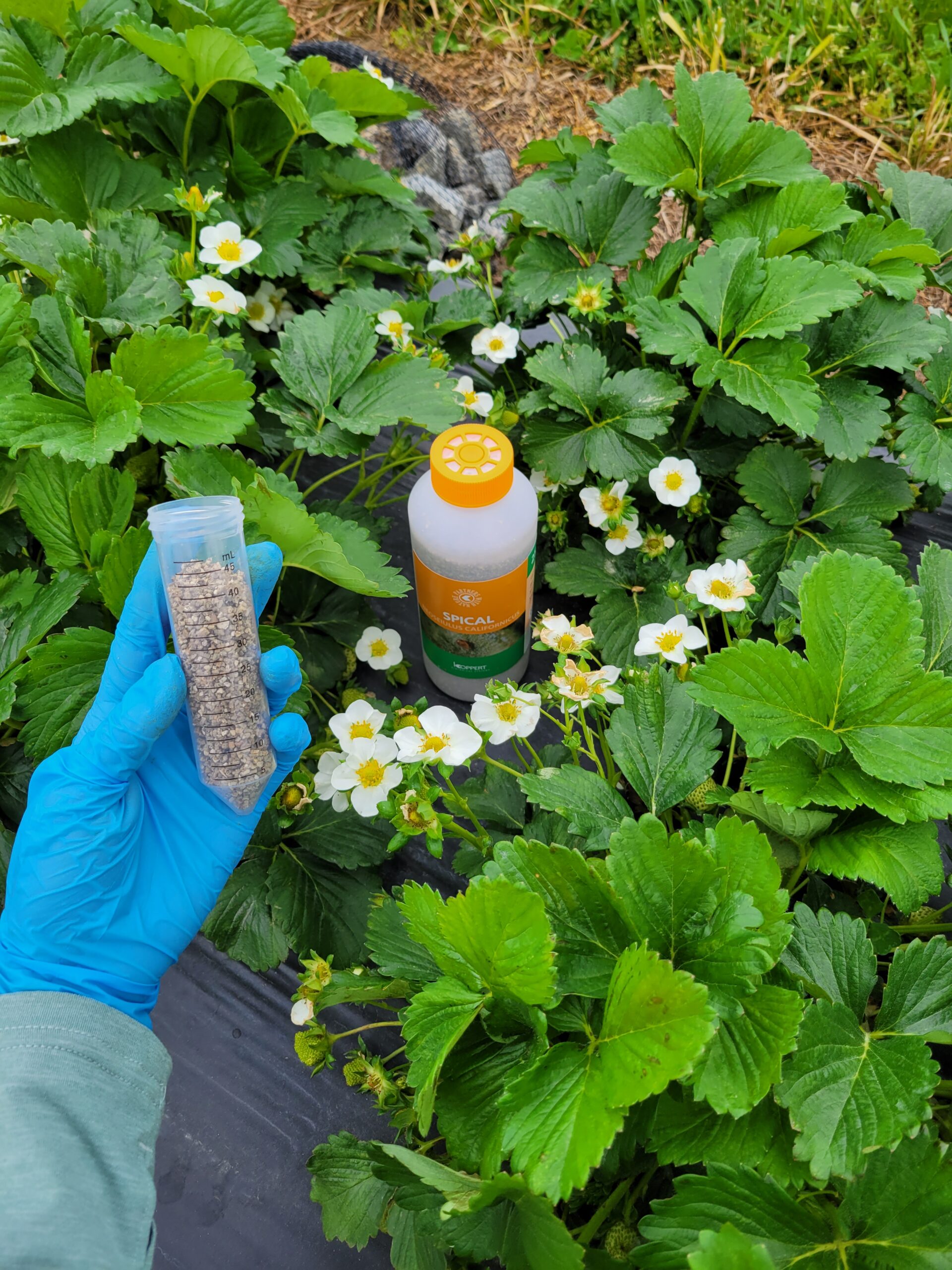 Featured image for “Predatory Mites in Danger From Certain Pesticides”