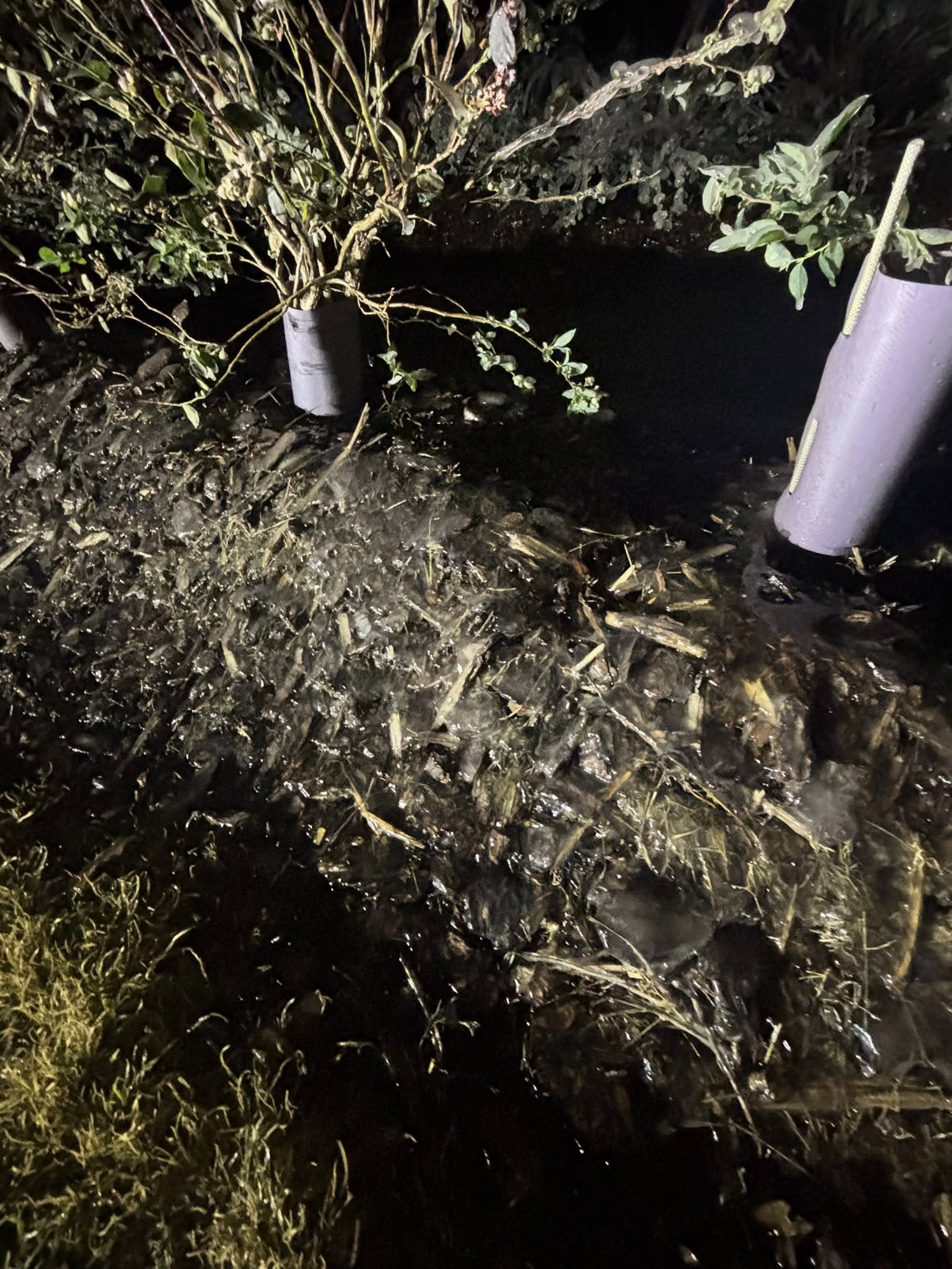 Featured image for “Freeze Impact: Florida Blueberry Growers Assessing Damage”