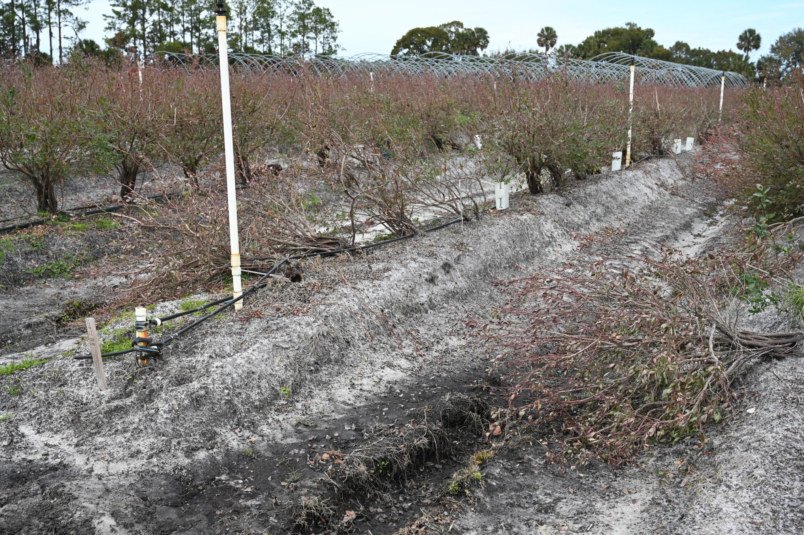 Featured image for “Blueberry Tour Illustrates Devastation of Florida Freeze”
