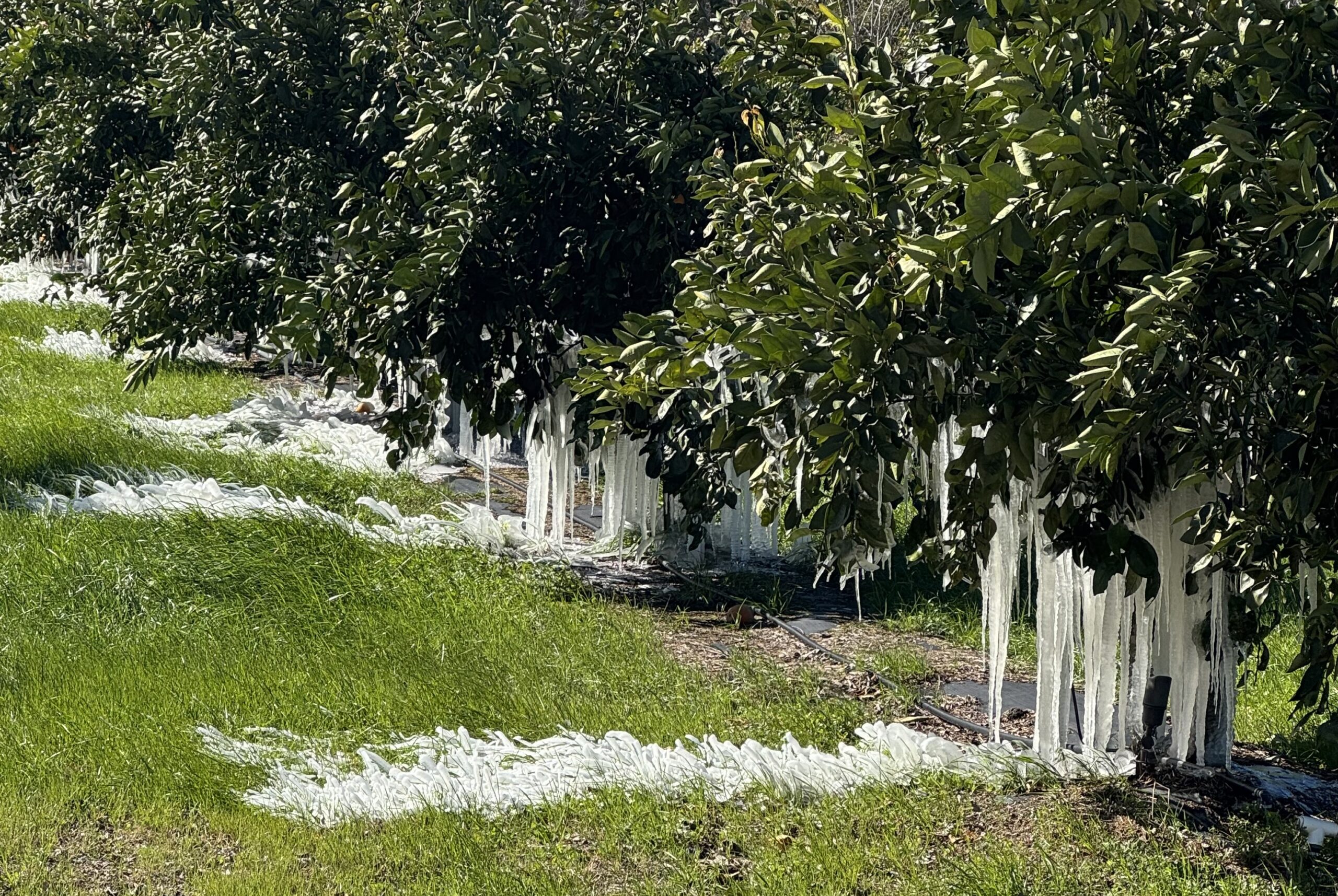 Featured image for “Georgia Citrus Grower Optimistic After Freeze”