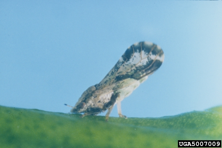 Featured image for “Postfreeze Psyllid Populations Reduced”