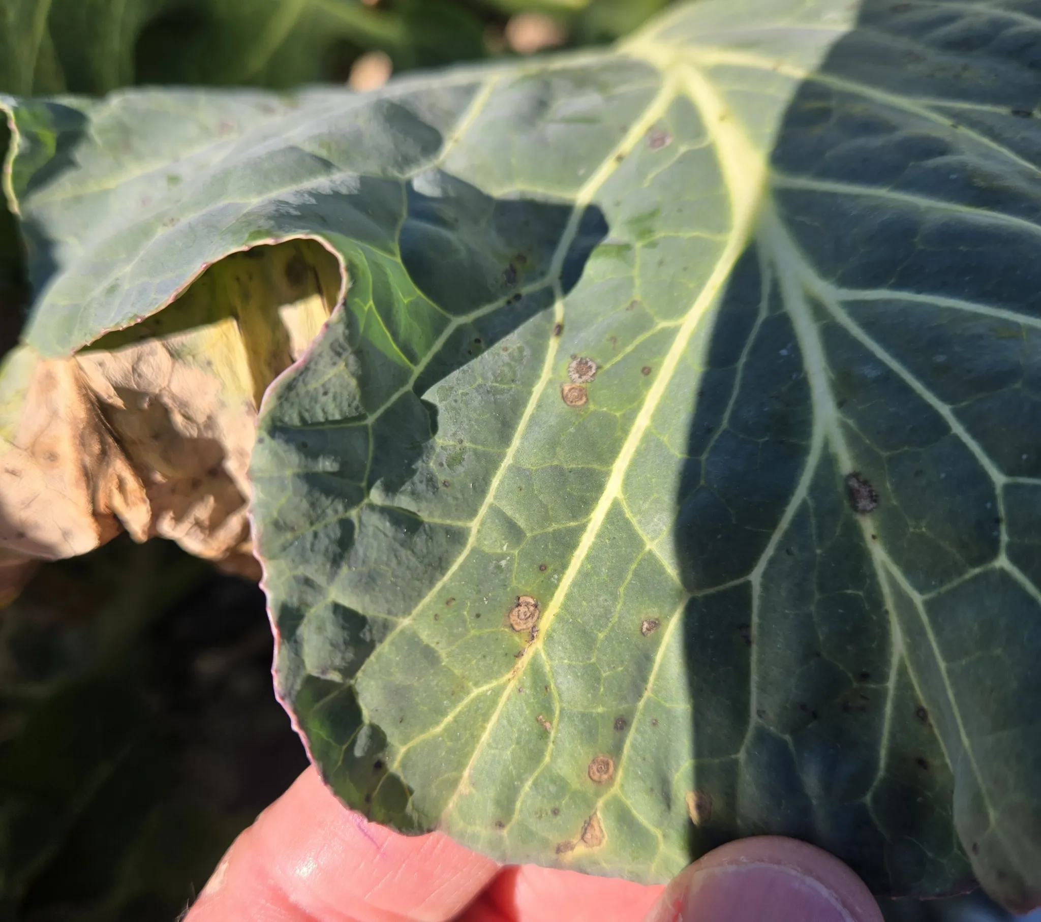 Featured image for “Clemson Extension Agents Provide Crop Updates”