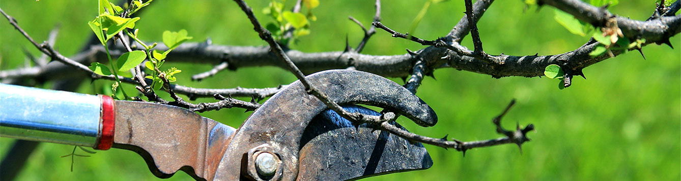 Featured image for “Postfreeze Recovery Recommendations for Citrus Trees”