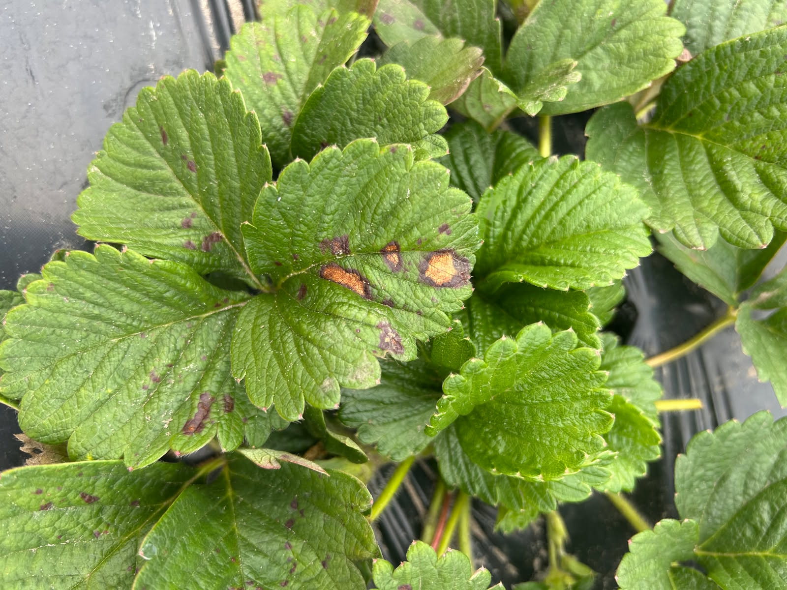 Featured image for “Clemson Extension Agents Provide Crop Updates”