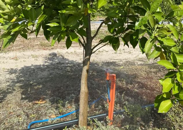 Featured image for “Postfreeze Irrigation and Fertilization for Citrus Trees”