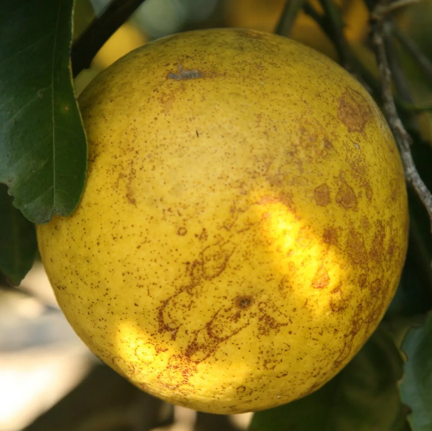 Featured image for “‘Significant’ Melanose Concerns Following Freeze”