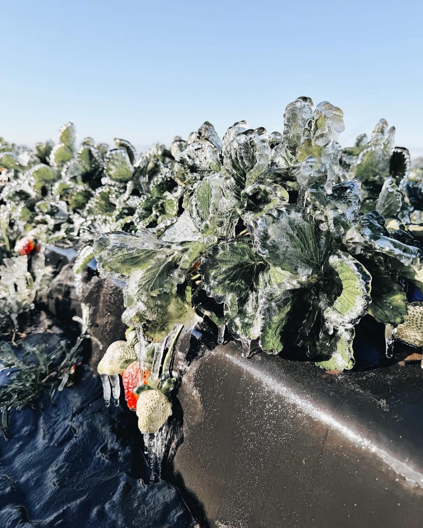 Featured image for “Florida Strawberry Update After Weekend Freeze”