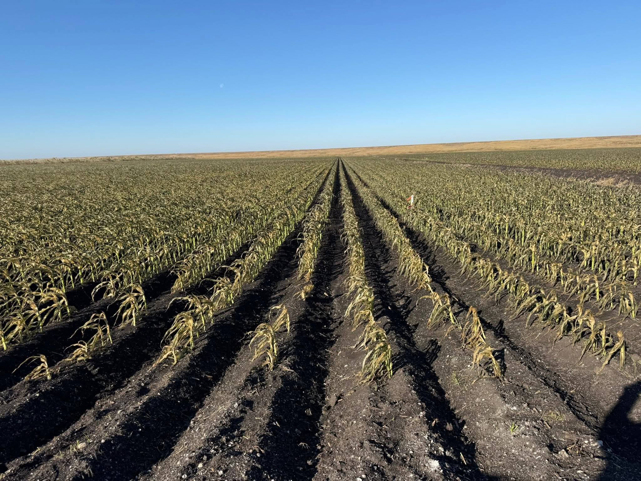 Featured image for “Cold Weather’s Impact on South Florida Crops”