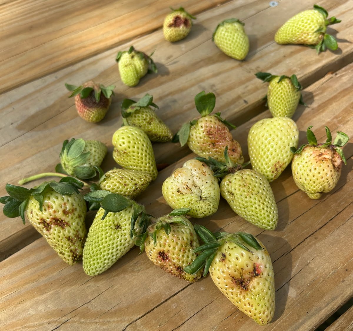 Featured image for “How’s It Going? Clemson Extension Agents Provide Crop Updates”