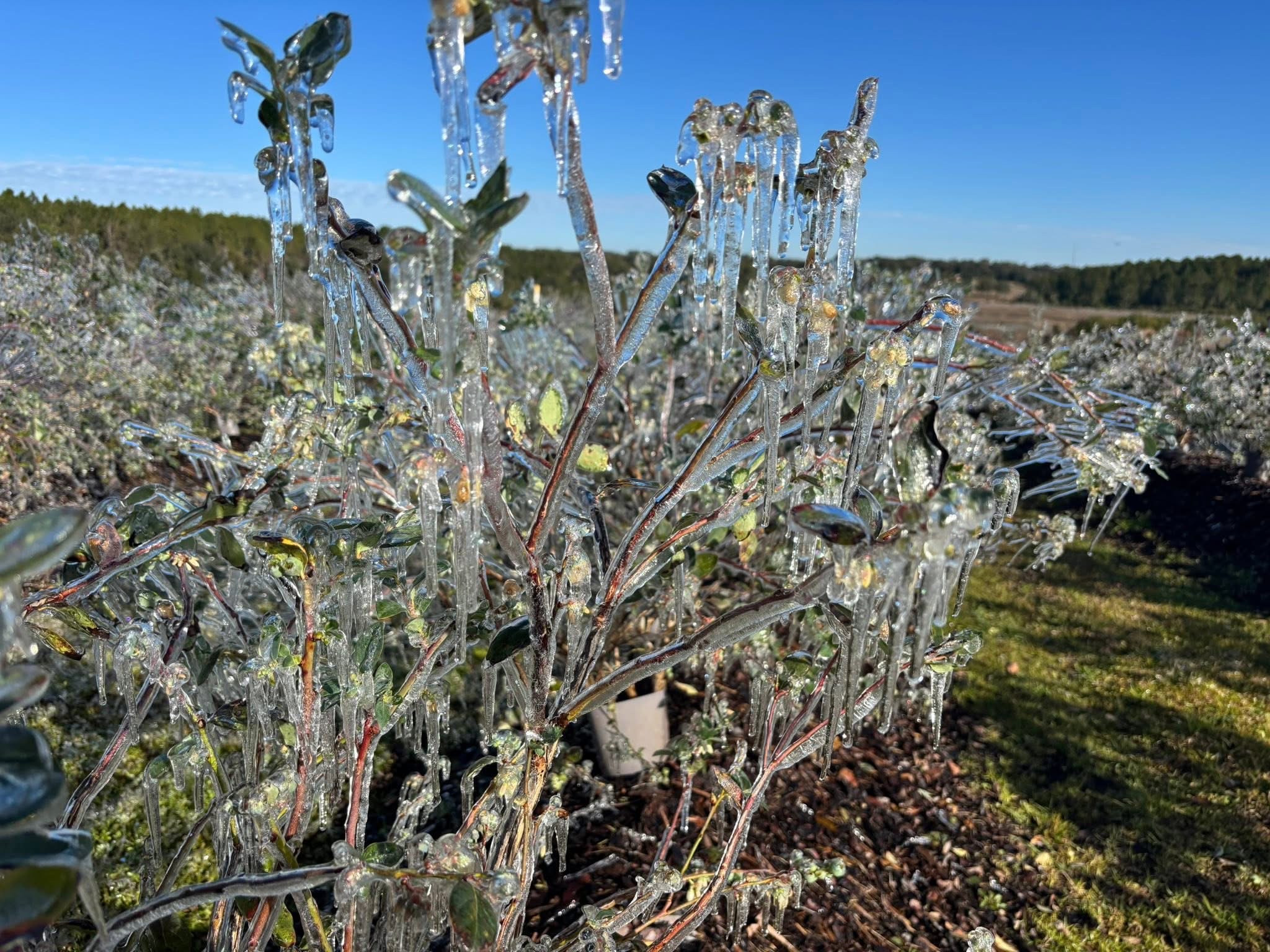 Featured image for “Specialty Crop Grower Magazine: Freeze Devastates Florida Crops”
