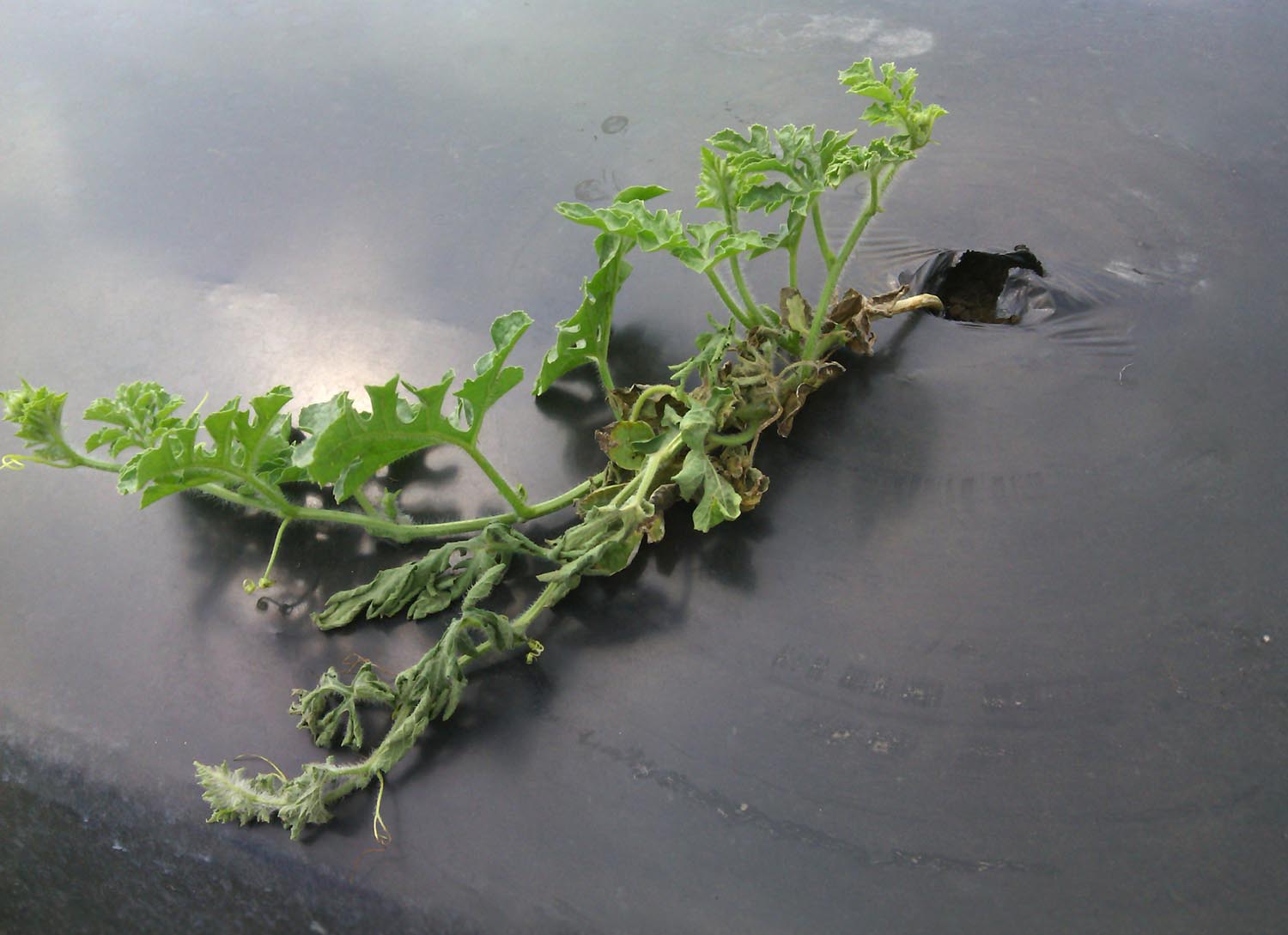 Featured image for “Specialty Crop Grower Magazine: Growers Look at Grafting to Fight Fusarium Wilt in Watermelon”