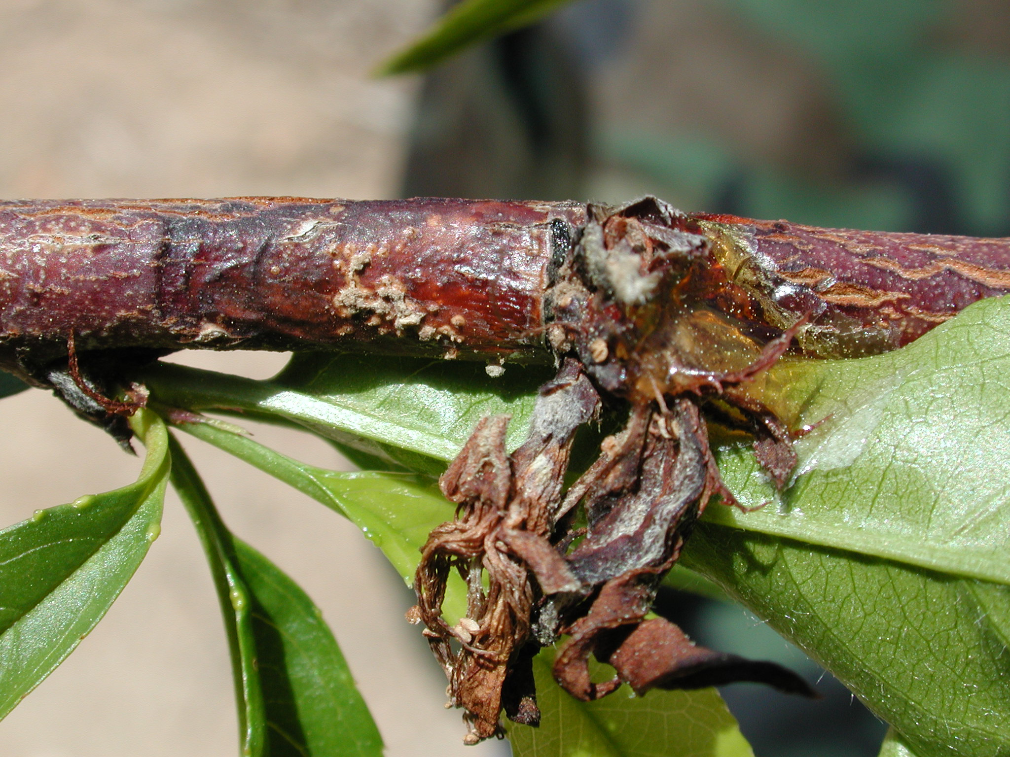 Featured image for “Blossom Blight a Concern for Peach Producers”