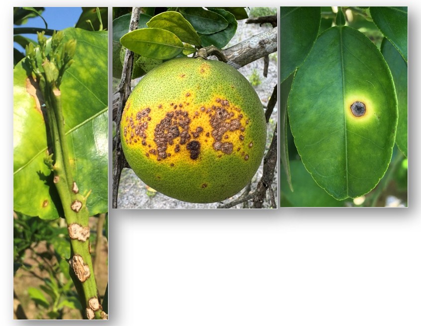 Featured image for “Alternatives to Copper Needed for Citrus Canker Management”