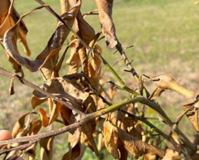 Featured image for “Dieback a Concern in Citrus Trees Following Freeze”