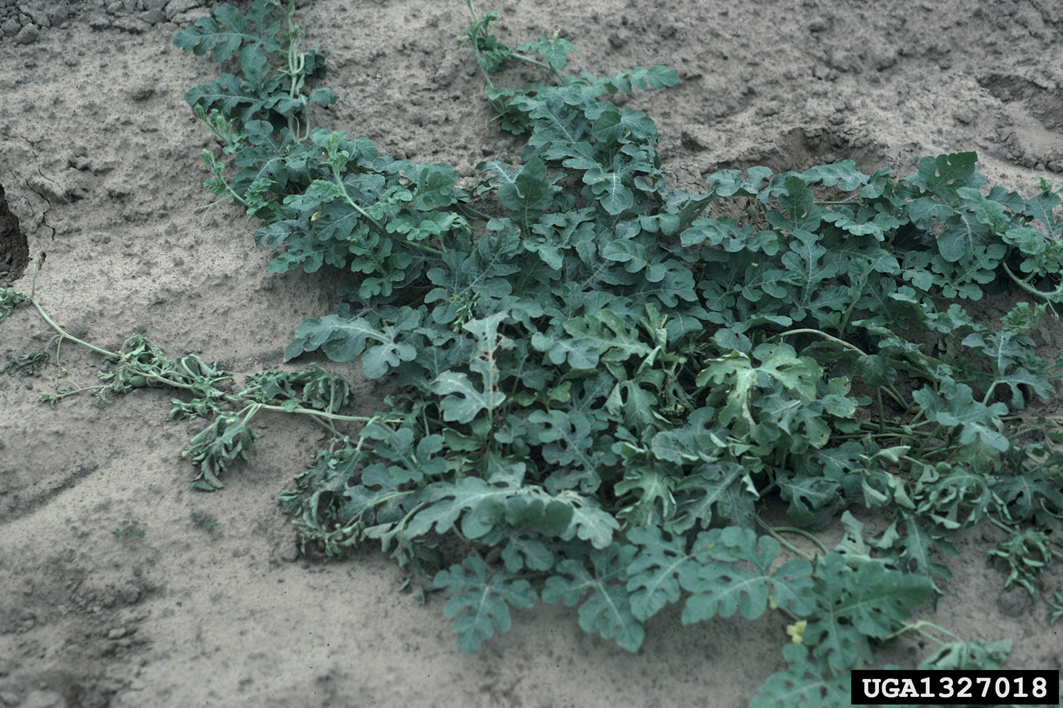 Featured image for “Squash Bugs Impacting North Florida Melons”