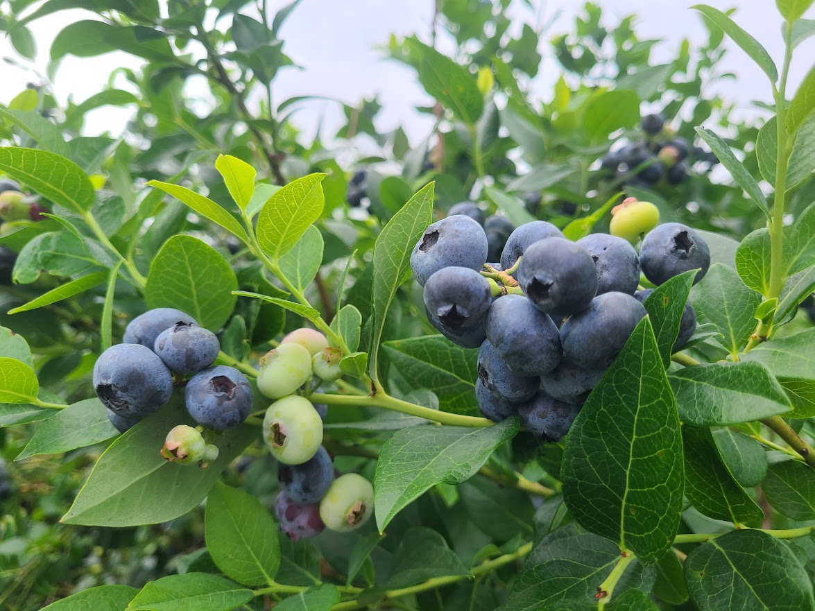 Featured image for “Blueberry Management Options for April”