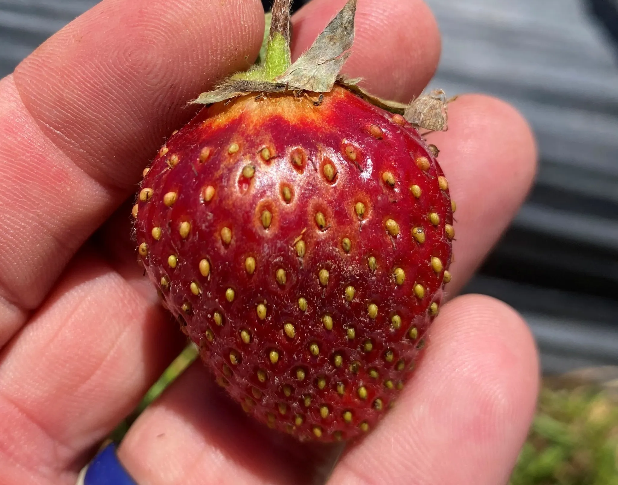 Featured image for “Clemson Extension Agents Provide Crop Updates”