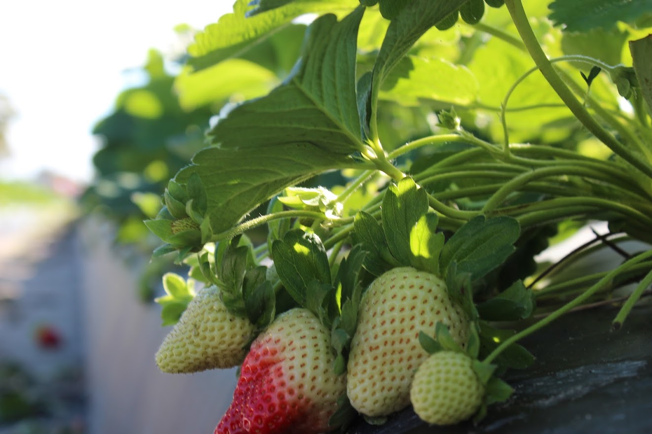 Featured image for “Alabama Extension Agent: It’s Been a Good Strawberry Season So Far”