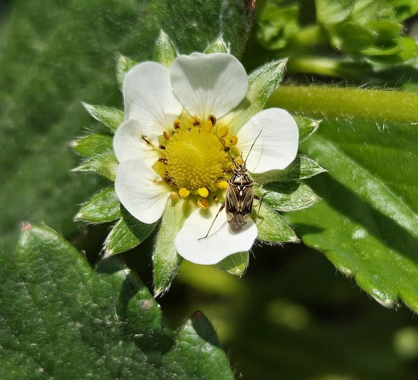 Featured image for “North Carolina Impact: Tarnished Plant Bug Infestations High in Strawberries”