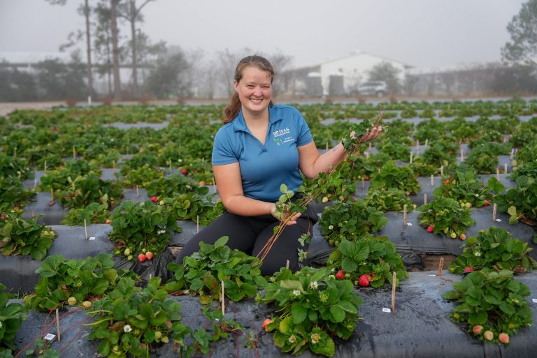 Featured image for “$130 Million Drain: UF/IFAS Researcher Looks to Genetics to Rein in Wasteful Strawberry Runners”