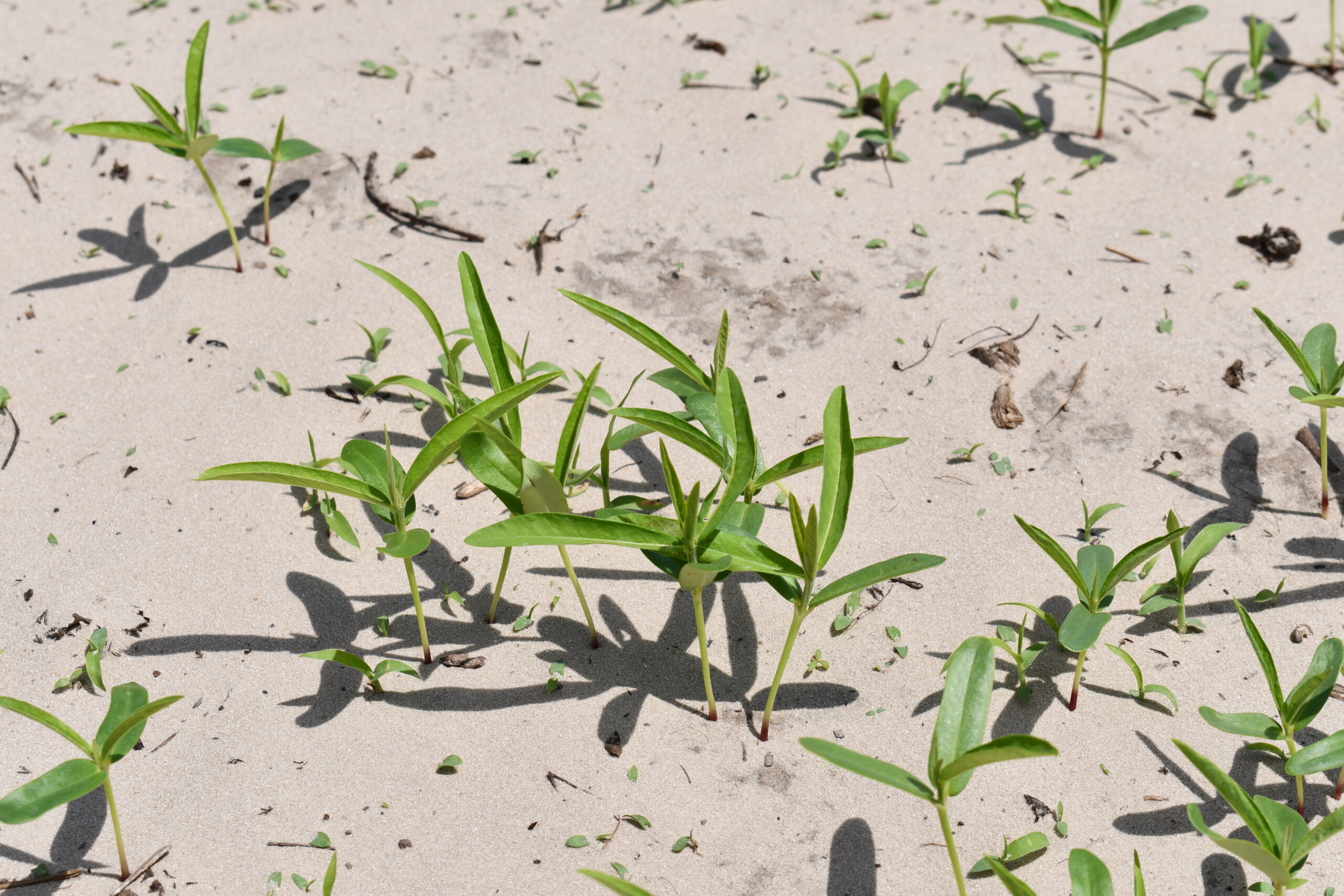 Featured image for “Specialty Crop Grower Magazine: Governments, Corporations Lean in on Regenerative Agriculture”