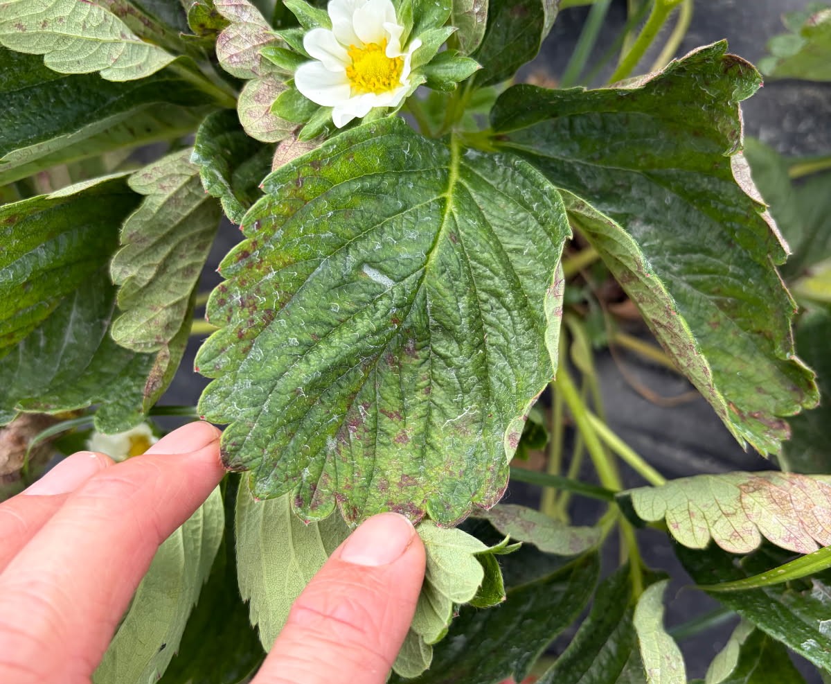 Featured image for “What’s Happening? Clemson Extension Agents Provide Crop Updates in Region”