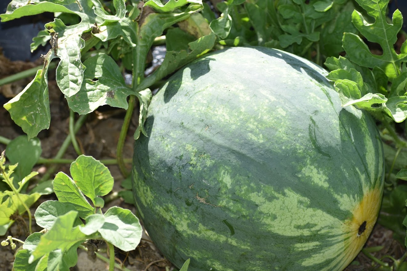 Featured image for “Increased Costs for Watermelon Growers As Limited Volume Expected Out of Florida”