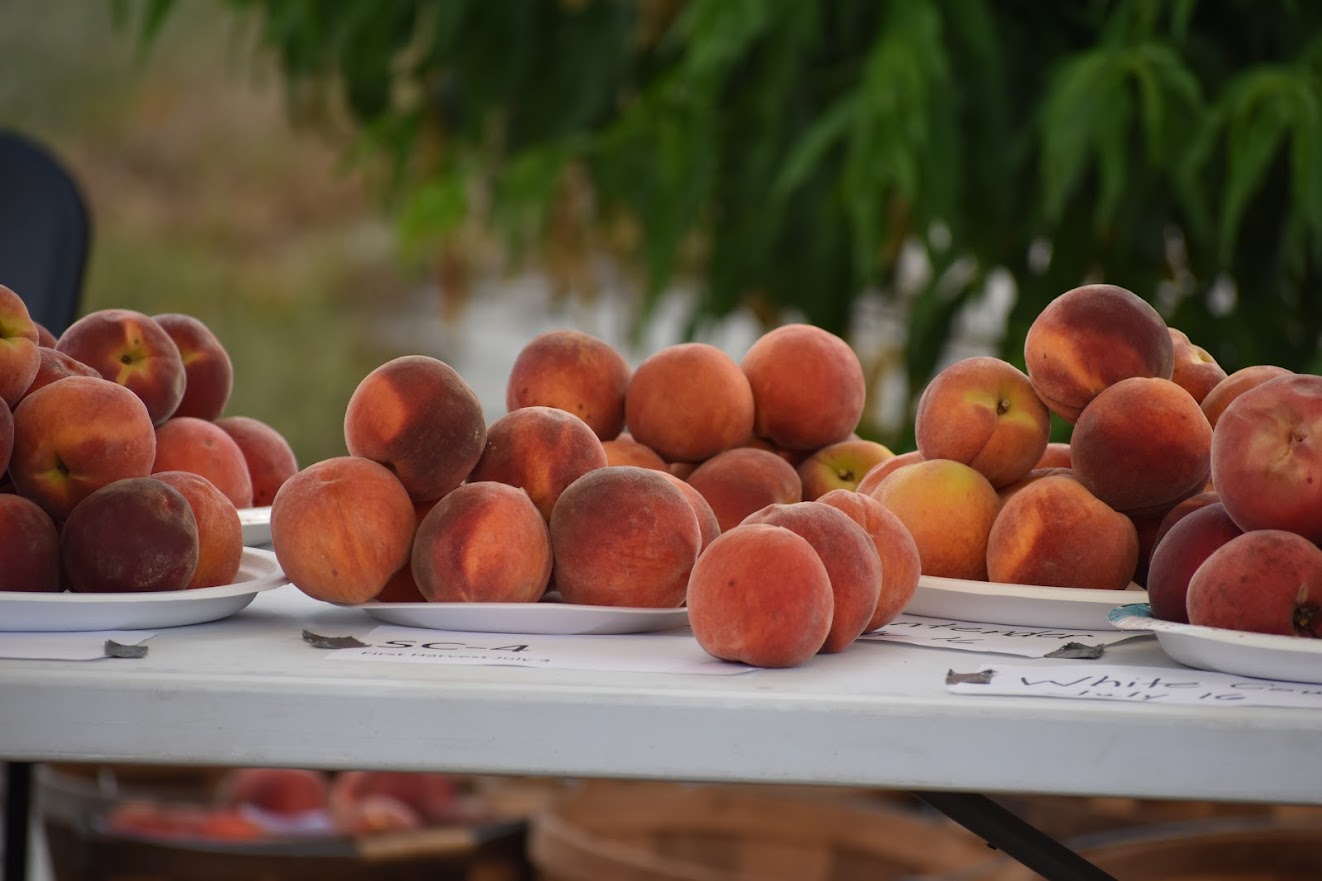 Featured image for “Early-Season Peach Varieties in Doubt Following Freeze Event”