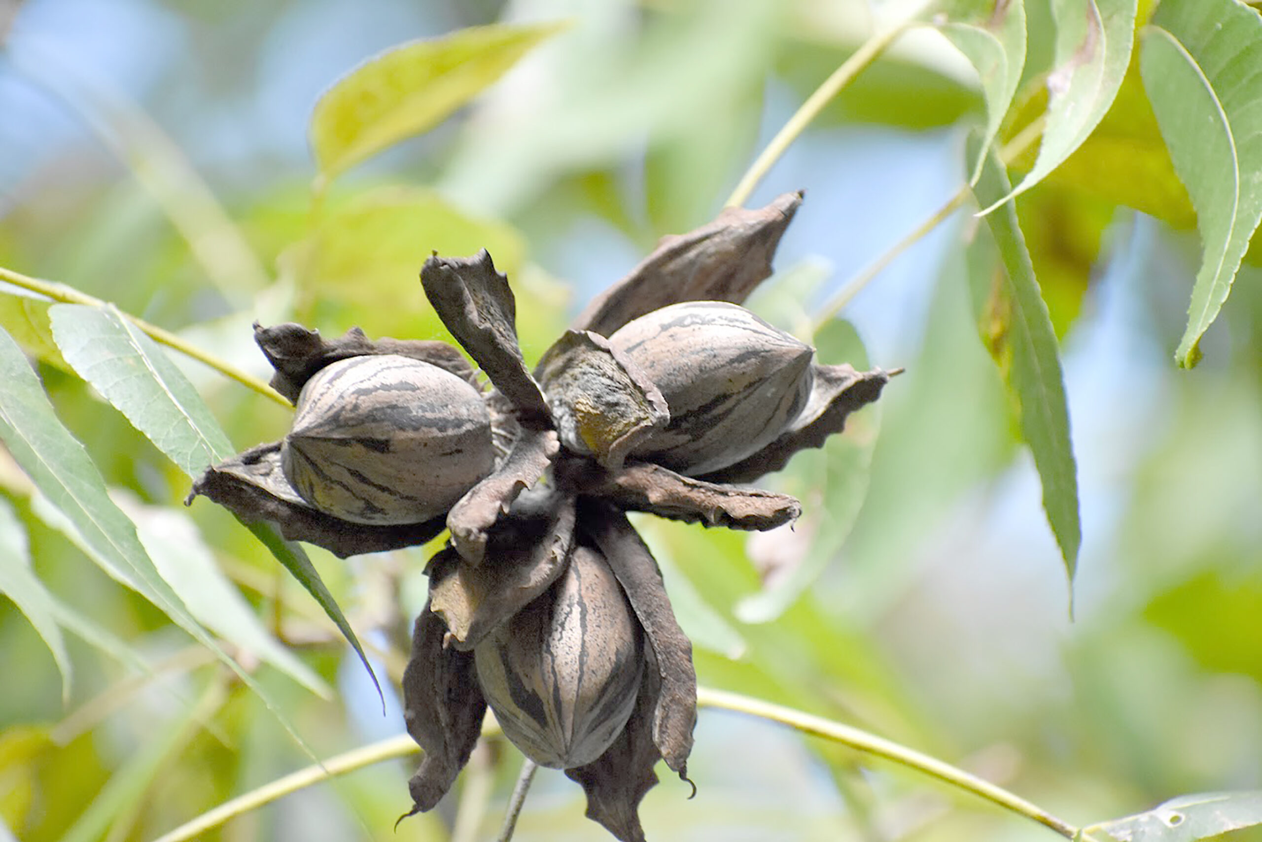 Featured image for “Marketing Assistance Loans Program a Possibility for Pecan?”