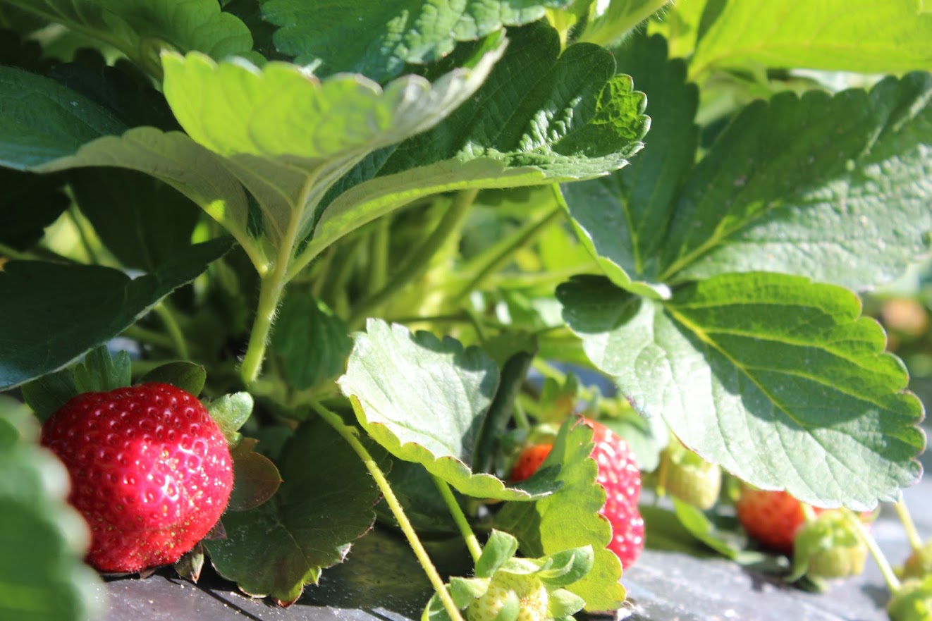Featured image for “Alabama Extension Agent Discusses Strawberry Harvests in U-Pick Fields”