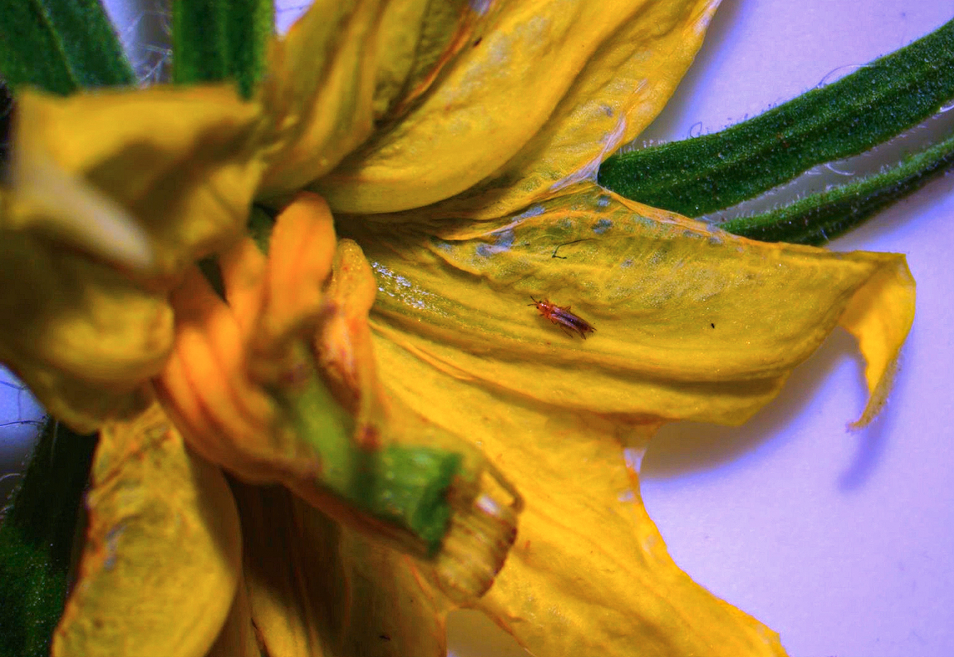 Featured image for “Alabama Extension Specialist Cautions Growers About Potential Insect Concerns”