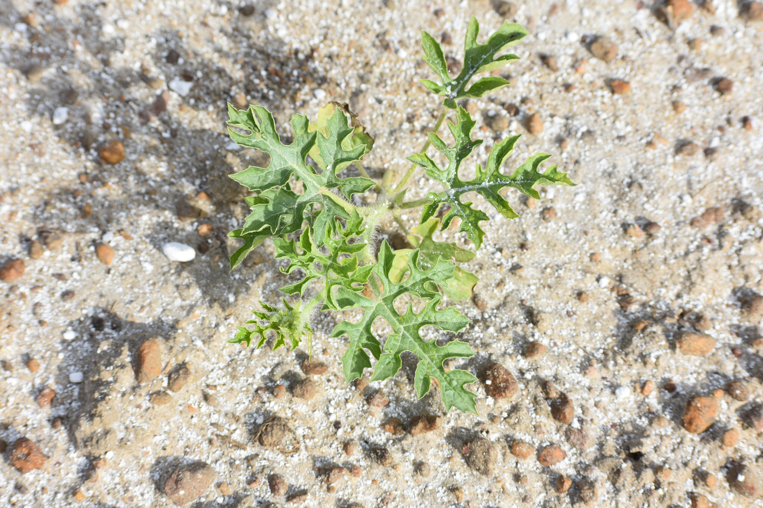 Featured image for “Simple Economics: Grafted Watermelon Plants’ Growth in North Florida Likely Minimal”