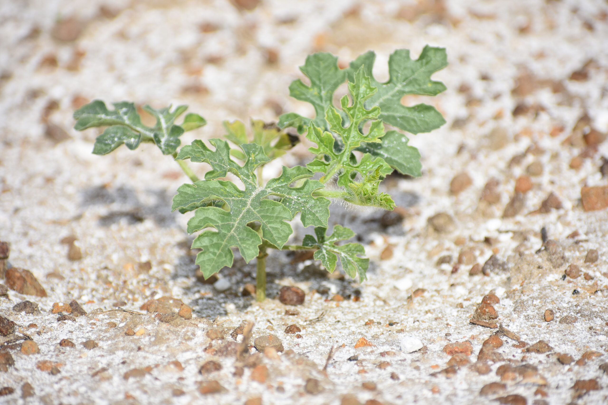Featured image for “Watermelons Flourish in Hot, Dry Conditions”