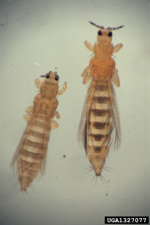 Featured image for “Thrips Update in South Florida”