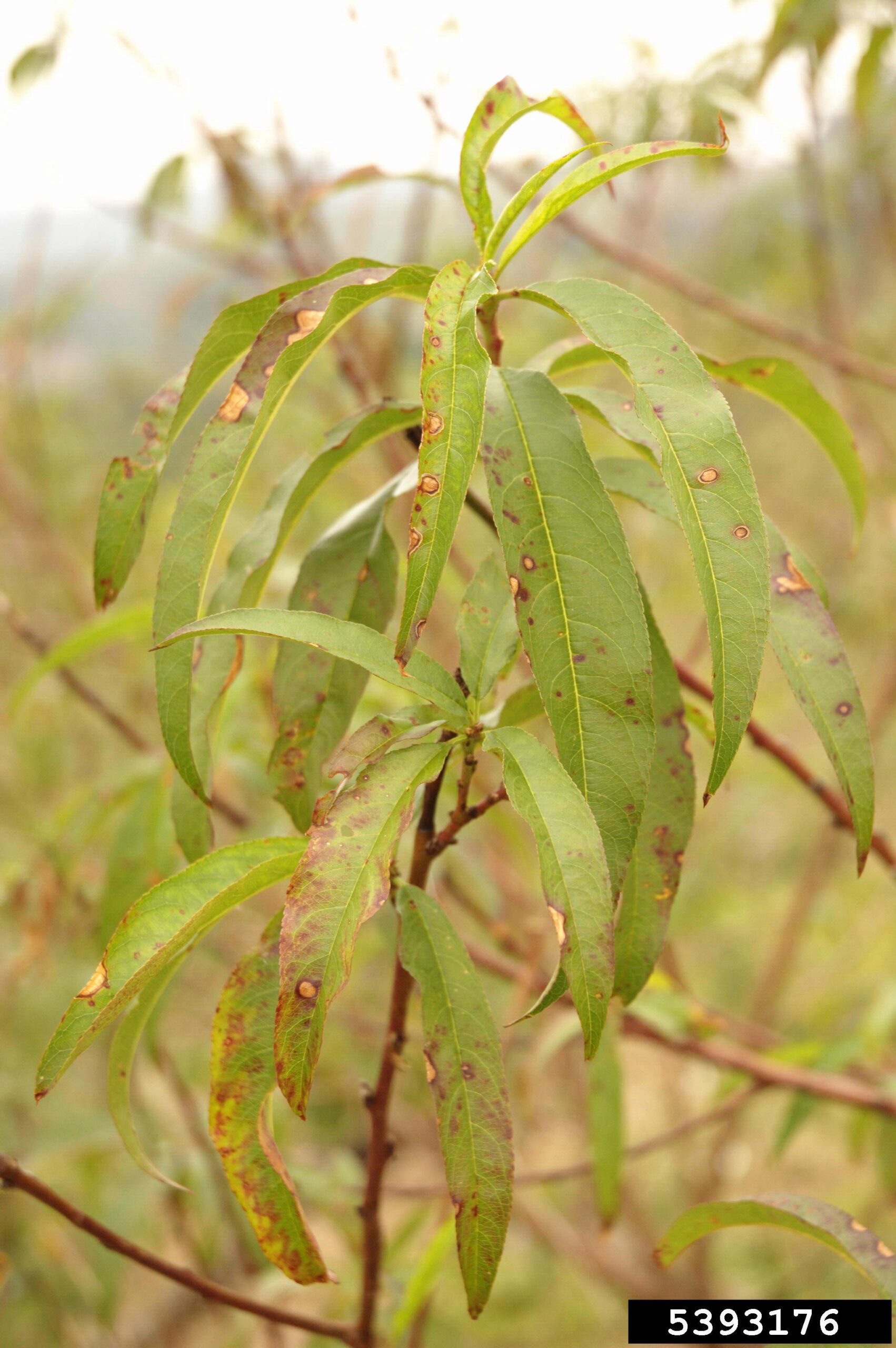 Featured image for “Specialty Crop Grower Magazine: Peach Growers Aim to Avoid Bacterial Spot Disease”