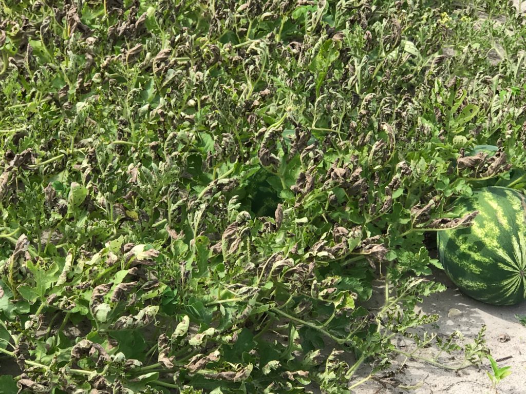 Featured image for “Be On the Lookout: Watermelon Diseases a Concern”