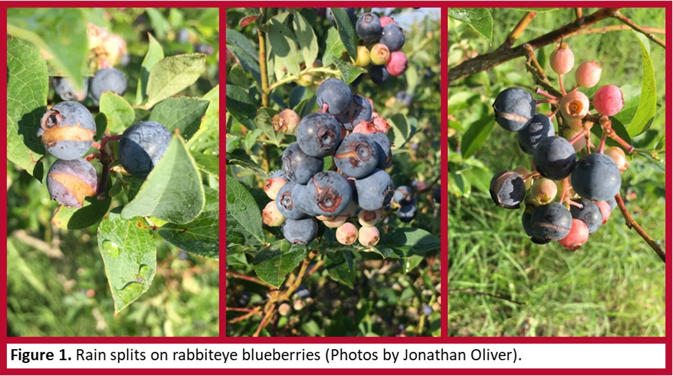 Featured image for “Rain Impact: Blueberry Splits a Concern for Georgia Growers”