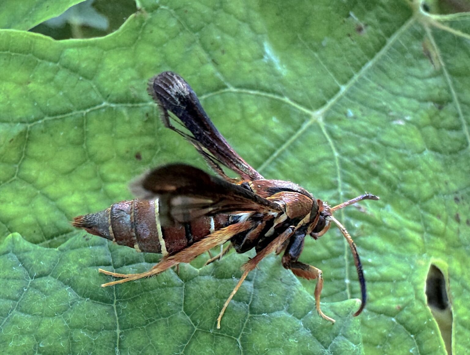 Featured image for “Management Options for Grape Root Borer”