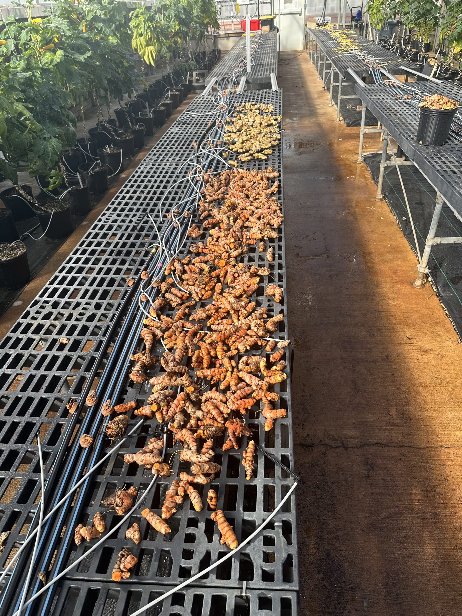 Featured image for “Spicing Up Georgia Agriculture: Ginger, Turmeric Potential New Crops for State’s Farmers”