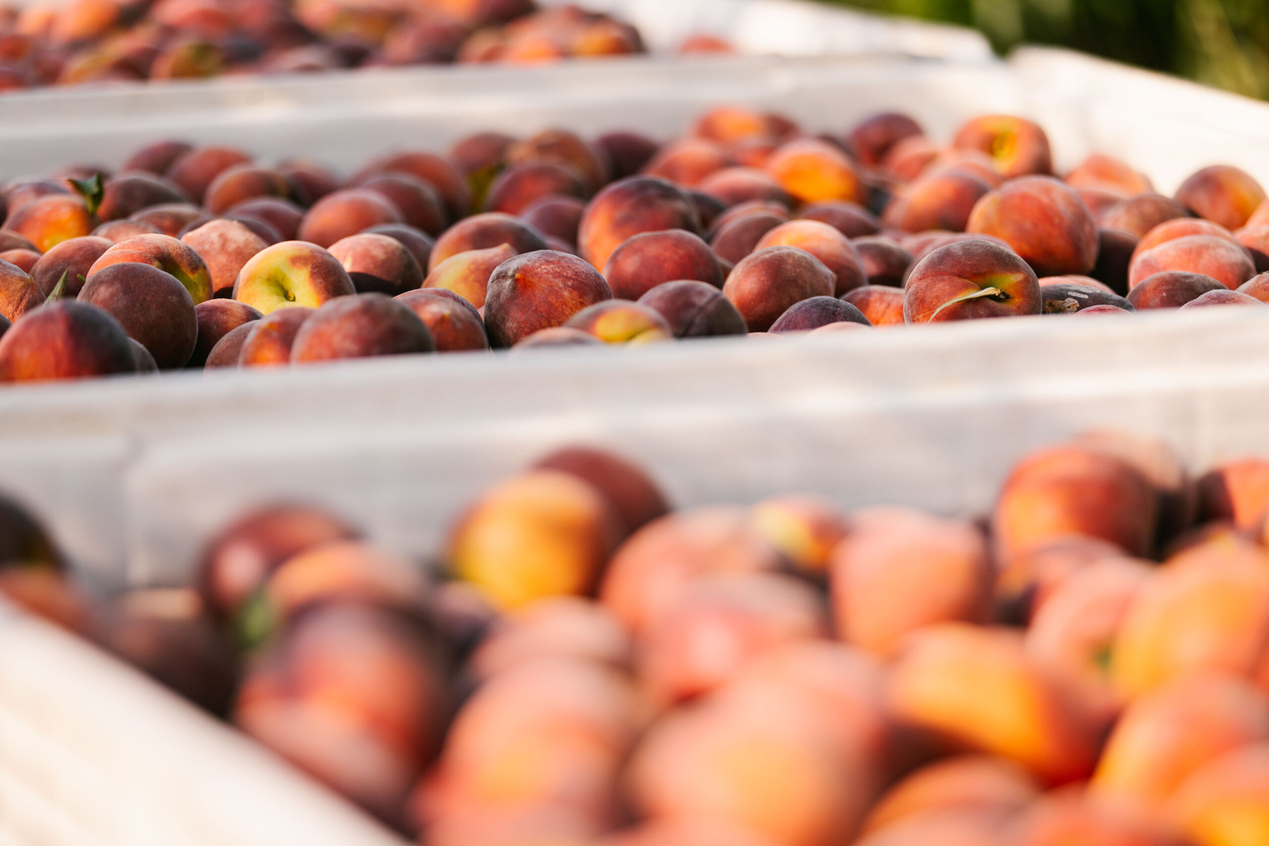 Featured image for “Specialty Crop Grower Magazine: Georgia Grower Sees Strong Peach Production”