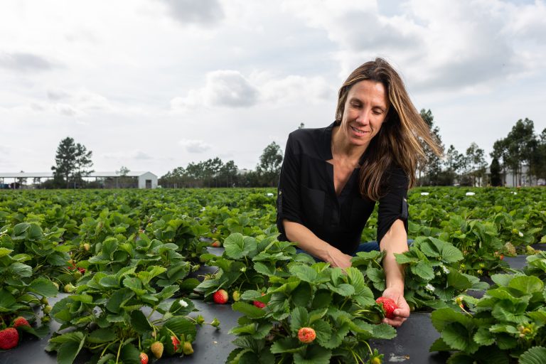 Featured image for “Reliable Research: Strawberry Producers Rely on UF/IFAS Plant Pathologists for Disease Diagnoses”