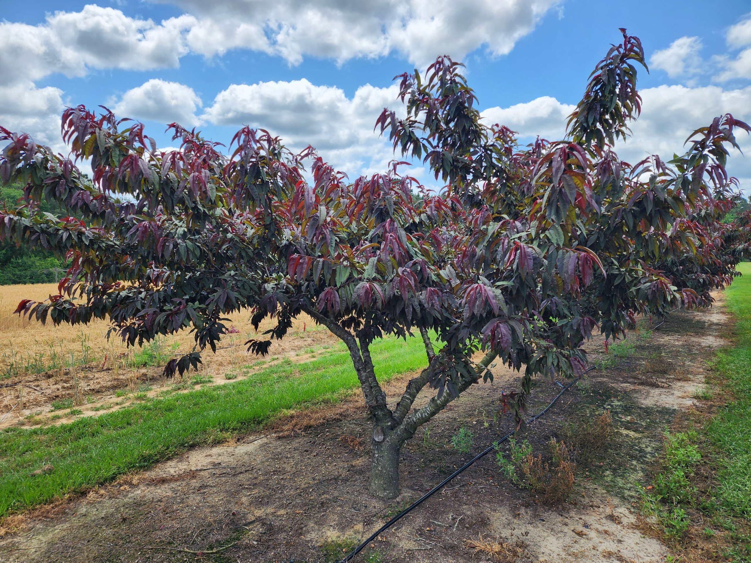 Featured image for “Specialty Crop Grower Magazine: What’s New in Peach Varieties and Rootstocks?”