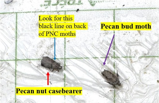 Featured image for “Producers Be Aware of Pecan Nut Casebearer”