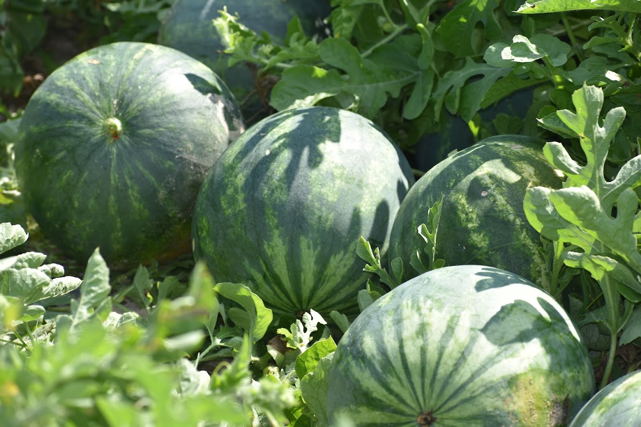 Featured image for “‘I Would Never Bet Against Downy’: UF/IFAS Agent Cautions Melon Growers Against Disease”