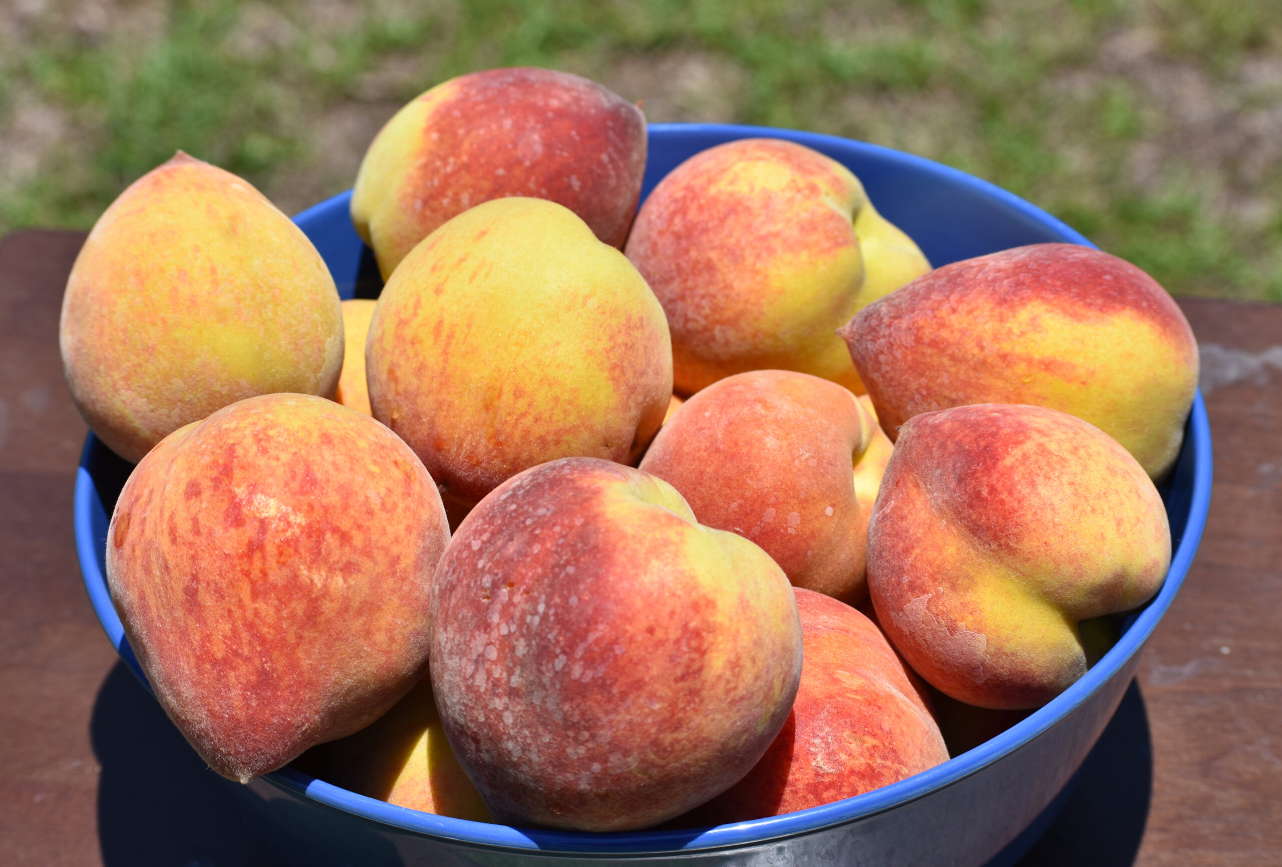 Featured image for “Alabama Peach Grower: We’re Lucky to Have Anything At All”